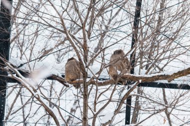 Blakiston 'un balık baykuşu ya da kış mevsiminde Asahiyama Hayvanat Bahçesi' nde Ketupa Blakistoni. Asahikawa, Hokkaido, Japonya 'da turistlerin uğrak yeridir. Seyahat ve Tatil kavramı