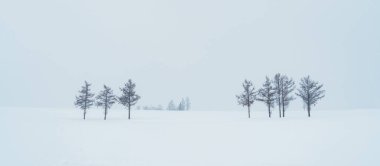 Biei Patchwork Yolu 'nda kış mevsiminde kar yağan güzel, yumuşak yedi tepeli bir ağaç. Japonya 'nın Hokkaido şehrinde önemli ve popüler bir yer. Seyahat ve Tatil kavramı