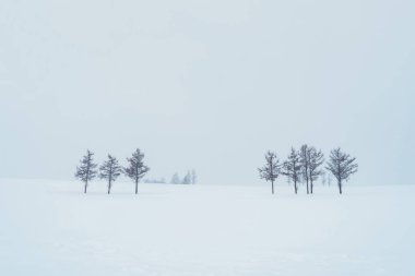 Biei Patchwork Yolu 'nda kış mevsiminde kar yağan güzel, yumuşak yedi tepeli bir ağaç. Japonya 'nın Hokkaido şehrinde önemli ve popüler bir yer. Seyahat ve Tatil kavramı