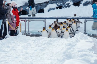 Kral Penguen geçit töreni kış mevsiminde Asahiyama Hayvanat Bahçesi 'nde kar üzerinde yürüyor. Şehir simgesi ve turistlerin ilgi odağı. Asahikawa, Hokkaido, Japonya, 3 Şubat 2023