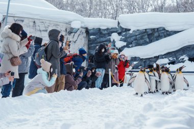 Kral Penguen geçit töreni kış mevsiminde Asahiyama Hayvanat Bahçesi 'nde kar üzerinde yürüyor. Şehir simgesi ve turistlerin ilgi odağı. Asahikawa, Hokkaido, Japonya, 3 Şubat 2023