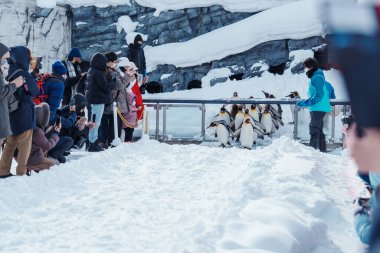 Kral Penguen geçit töreni kış mevsiminde Asahiyama Hayvanat Bahçesi 'nde kar üzerinde yürüyor. Şehir simgesi ve turistlerin ilgi odağı. Asahikawa, Hokkaido, Japonya, 3 Şubat 2023