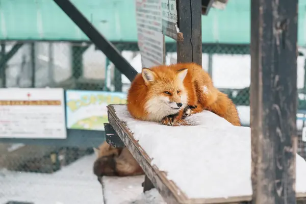 Cute fox on snow in winter season at Zao fox village, Miyagi prefecture, Japan. landmark and popular for tourists attraction near Sendai, Tohoku region, Japan. Travel and Vacation concept