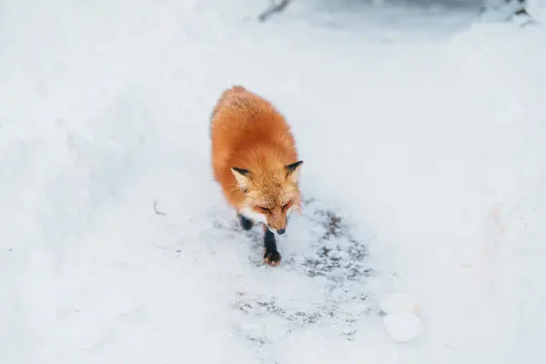 Cute fox on snow in winter season at Zao fox village, Miyagi prefecture, Japan. landmark and popular for tourists attraction near Sendai, Tohoku region, Japan. Travel and Vacation concept