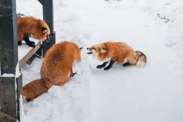 Niedlicher Fuchs Auf Schnee Der Wintersaison Fuchsdorf Zao Präfektur Miyagi Stockbild