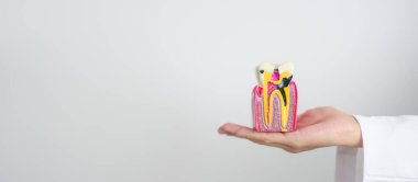 Diş Anatomisi Modeli olan bir dişçi. Ağız çürüğü ve hastalık, tartarı kazıyın. Mart Sağlığı, Diş Hekimi Günü, Takma Diş. Diş Ağrısı ve Çocuk Diş Sağlığı Ayı ve Diş Sağlığı Günü