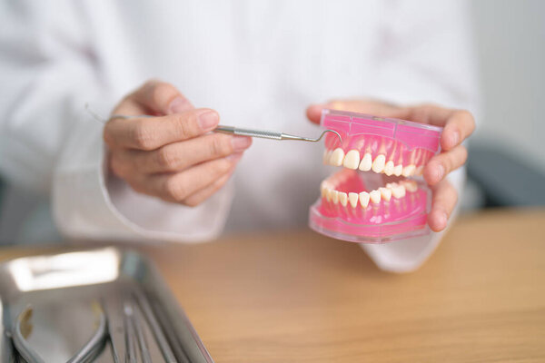 Dentist with tooth Anatomy model. Oral Teeth and disease, Scrape off tartar. March Oral health, Dentist Day, False Teeth. Toothache and Children Dental Health Month and Orthodontic Health Day