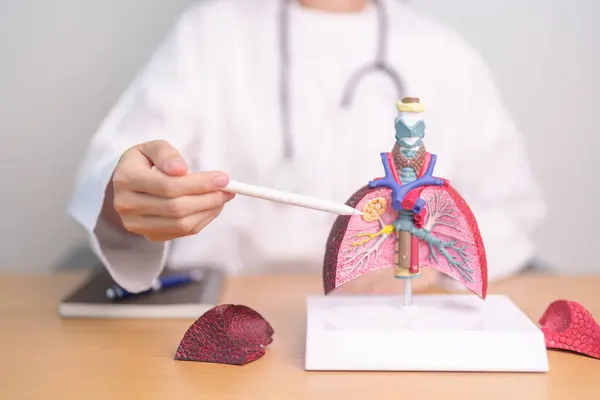 stock image Doctor with Smoker and normal Lung anatomy for Disease. Lung Cancer, Asthma, Chronic Obstructive Pulmonary or COPD, Bronchitis, Emphysema, Cystic Fibrosis, Bronchiectasis, Pneumonia and world Lung day