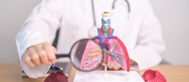 Büyüteçle sigara içen doktor Lung anatomisi. Akciğer kanseri, astım, kronik obstrüktif akciğer veya KOAH, bronşit, amfizem, kistik fibrozis, bronşizesis, zatürree ve dünya akciğer günü.