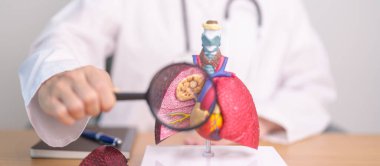 Büyüteçle sigara içen doktor Lung anatomisi. Akciğer kanseri, astım, kronik obstrüktif akciğer veya KOAH, bronşit, amfizem, kistik fibrozis, bronşizesis, zatürree ve dünya akciğer günü.