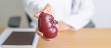Böbrek bezi anatomisi modeli olan bir doktor. İdrar ve Taşlar Hastalığı, Kanser, Dünya Böbrek Günü, Kronik Böbrek, Üroloji, Nephritis, Renal, Nakil ve Sağlık Konsepti