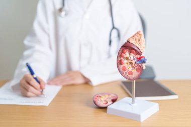 Böbrek bezi anatomisi modeli olan bir doktor. İdrar ve Taşlar Hastalığı, Kanser, Dünya Böbrek Günü, Kronik Böbrek, Üroloji, Nephritis, Renal, Nakil ve Sağlık Konsepti