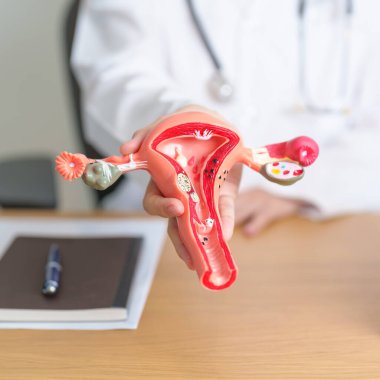 Rahim ve yumurtalık anatomisi olan bir doktor. Yumurtalık ve Rahim kanseri, Rahim ağzı hastalığı, Endometriyozis, Histektomi, Rahim fibroidi, Üreme Sistemi, Hamilelik ve Sağlık Konsepti