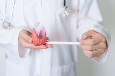 İnsan tiroit anatomisi modeli olan bir doktor. Hipertiroidizm, Hipotiroidizm, Hashimoto Thyroiditis, Tiroid Tümör ve Kanser, Doğum Sonrası, Papillary Karsinom ve Sağlık Konsepti