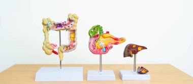 İnsan sindirim sistemi anatomisi modeli, Pankreas, safra kesesi, Bile kanalı, karaciğer ve kalın bağırsak. Hastalık, sağlık ve sağlık konsepti