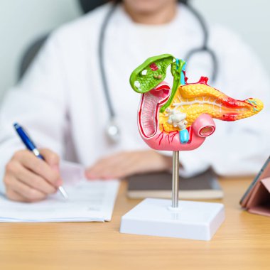 Pankreas, Safra kesesi, Bile Kanalı, Duodenum, ince bağırsak ve tablet olan insan pankreatiti anatomisi olan bir doktor. Pankreas kanseri, akut pankreas iltihabı ve sindirim sistemi.