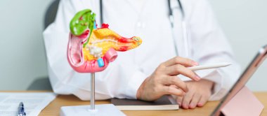 Pankreas, Safra kesesi, Bile Kanalı, Duodenum, ince bağırsak ve tablet olan insan pankreatiti anatomisi olan bir doktor. Pankreas kanseri, akut pankreas iltihabı ve sindirim sistemi.