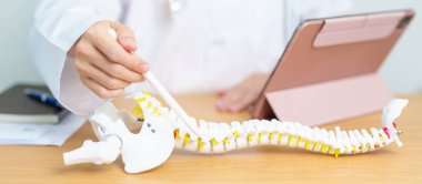 İnsan omurga anatomisi modeli olan bir doktor. Omurilik Bozukluğu ve Hastalık, Sırt Ağrısı, Lumbar, Sacral leğen kemiği, Servikal Boyun, Torasik, Coccyx, Ortopedi, Masaj, Ofis Sendromu ve Sağlık Sendromu