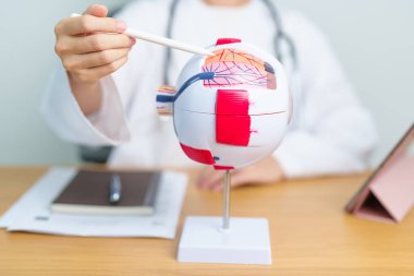 Büyüteçli insan gözü anatomisi modeli olan bir doktor. Göz hastalıkları, Kırılma Hataları, Yaşla İlgili Maküler Dejenerasyon, Katarakt, Diyabetik Retinopati, Glaucoma, Amblyopia, Strabismus ve Sağlık