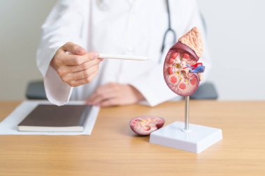 Böbrek bezi anatomisi modeli olan bir doktor. İdrar ve Taşlar Hastalığı, Kanser, Dünya Böbrek Günü, Kronik Böbrek, Üroloji, Nephritis, Renal, Nakil ve Sağlık Konsepti