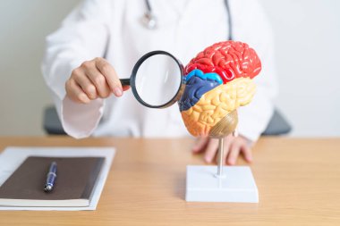 İnsan beyni anatomisi modeli ve büyüteç kullanan bir doktor. Dünya Beyin Tümörü Günü, Beyin Felci, Bunama, Alzheimer, Parkinson ve Dünya Akıl Sağlığı Konsepti