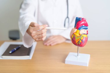 İnsan kalbi anatomisi modeli olan bir doktor. Kardiyovasküler Hastalıklar, Atheroskleroz, Hipertansif Kalp, Valvüler Kalp, Aortopulmoner Pencere, Dünya Kalp Günü ve Sağlık Konsepti