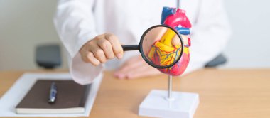 İnsan Kalp Anatomisi Modeli ve Büyüteç Doktoru. Kardiyovasküler Hastalıklar, Atheroskleroz, Hipertansif Kalp, Valvüler Kalp, Aortopulmoner Pencere, Dünya Kalp Günü ve Sağlık Konsepti