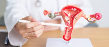 Rahim ve yumurtalık anatomisi olan bir doktor. Yumurtalık ve Rahim kanseri, Rahim ağzı hastalığı, Endometriyozis, Histektomi, Rahim fibroidi, Üreme Sistemi, Hamilelik ve Sağlık Konsepti
