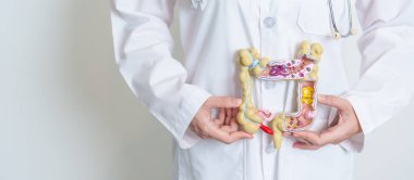 Doktor insan bağırsak anatomisi modelini tutuyor. Kolon hastalığı, kalın bağırsak kanseri, renk kanseri, ülseratif kolit, divertikülit, hassas bağırsak sendromu, sindirim sistemi ve sağlık konsepti.