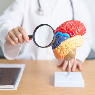 İnsan beyni anatomisi modeli ve büyüteç kullanan bir doktor. Dünya Beyin Tümörü Günü, Beyin Felci, Bunama, Alzheimer, Parkinson ve Dünya Akıl Sağlığı Konsepti