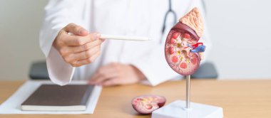 Böbrek bezi anatomisi modeli olan bir doktor. İdrar ve Taşlar Hastalığı, Kanser, Dünya Böbrek Günü, Kronik Böbrek, Üroloji, Nephritis, Renal, Nakil ve Sağlık Konsepti