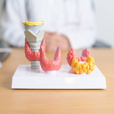 İnsan tiroit anatomisi modeli olan bir doktor. Hipertiroidizm, Hipotiroidizm, Hashimoto Thyroiditis, Tiroid Tümör ve Kanser, Doğum Sonrası, Papillary Karsinom ve Sağlık Konsepti
