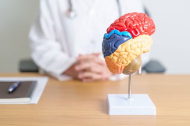 İnsan beyni anatomisi modeli olan bir doktor. Dünya Beyin Tümörü Günü, Beyin Felci, Bunama, Alzheimer, Parkinson ve Dünya Akıl Sağlığı Konsepti