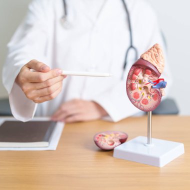 Böbrek bezi anatomisi modeli olan bir doktor. İdrar ve Taşlar Hastalığı, Kanser, Dünya Böbrek Günü, Kronik Böbrek, Üroloji, Nephritis, Renal, Nakil ve Sağlık Konsepti