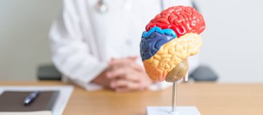İnsan beyni anatomisi modeli olan bir doktor. Dünya Beyin Tümörü Günü, Beyin Felci, Bunama, Alzheimer, Parkinson ve Dünya Akıl Sağlığı Konsepti