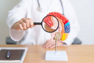 İnsan beyni anatomisi modeli ve büyüteç kullanan bir doktor. Dünya Beyin Tümörü Günü, Beyin Felci, Bunama, Alzheimer, Parkinson ve Dünya Akıl Sağlığı Konsepti
