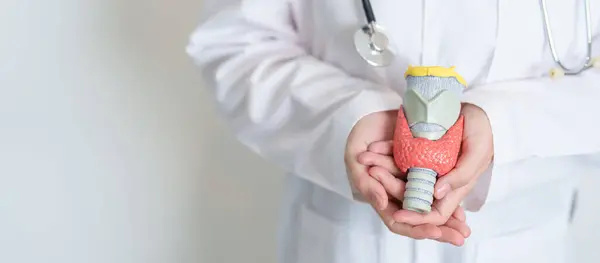 stock image Doctor with human Thyroid anatomy model. Hyperthyroidism, Hypothyroidism, Hashimoto Thyroiditis, Thyroid Tumor and Cancer, Postpartum, Papillary Carcinoma and Health concept