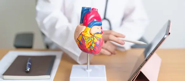 stock image Doctor with human Heart anatomy model and tablet. Cardiovascular Diseases, Atherosclerosis, Hypertensive Heart, Valvular Heart, Aortopulmonary window, world Heart day and health concept