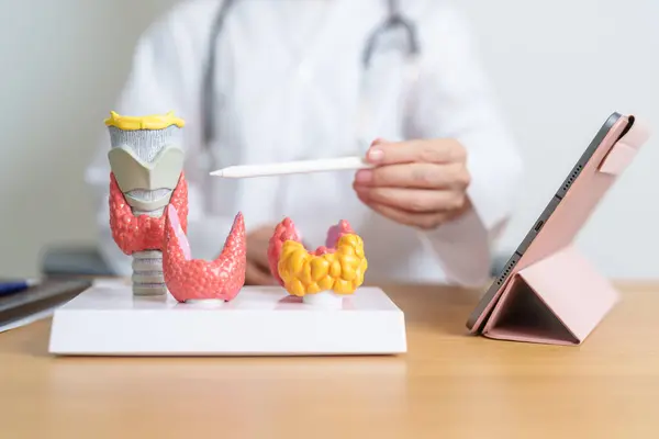 stock image Doctor with human Thyroid anatomy model and tablet. Hyperthyroidism, Hypothyroidism, Hashimoto Thyroiditis, Thyroid Tumor and Cancer, Postpartum, Papillary Carcinoma and Health concept