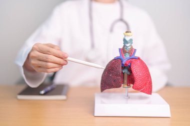 Sigara içen doktor ve normal akciğer anatomisi. Akciğer kanseri, astım, kronik obstrüktif akciğer veya KOAH, bronşit, amfizem, kistik fibrozis, bronşizesis, zatürree ve dünya akciğer günü.