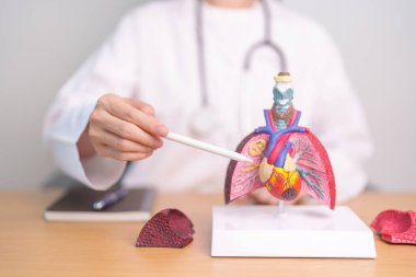 Kalp kardiyovasküler ve solunum anatomisi olan bir doktor. Akciğer kanseri, astım, kronik obstrüktif akciğer veya kronik akciğer kanseri, bronşit, amfizem, kistik fibrozis, bronşiektazi, zatürree.