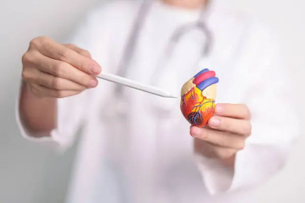 Stock image Doctor hold human Heart anatomy model. Cardiovascular Diseases, Atherosclerosis, Hypertensive Heart, Valvular Heart, Aortopulmonary window, world Heart day and health concept