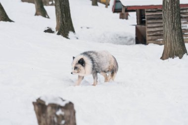 Japonya 'nın Miyagi bölgesindeki Zao Fox Köyü' nde kış mevsiminde kar yağan sevimli tilki. Japonya 'nın Sendai, Tohoku bölgesi yakınlarındaki turistler için bir dönüm noktası ve popüler. Seyahat ve Tatil kavramı