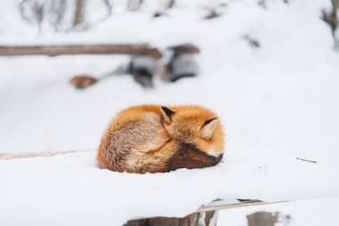 Japonya 'nın Miyagi bölgesindeki Zao Fox Köyü' nde kış mevsiminde kar yağan sevimli tilki. Japonya 'nın Sendai, Tohoku bölgesi yakınlarındaki turistler için bir dönüm noktası ve popüler. Seyahat ve Tatil kavramı