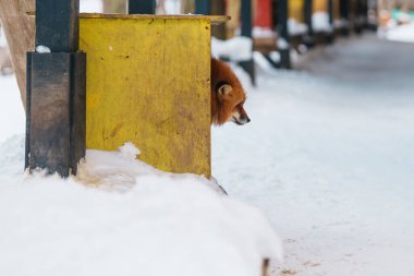 Japonya 'nın Miyagi bölgesindeki Zao Fox Köyü' nde kış mevsiminde kar yağan sevimli tilki. Japonya 'nın Sendai, Tohoku bölgesi yakınlarındaki turistler için bir dönüm noktası ve popüler. Seyahat ve Tatil kavramı