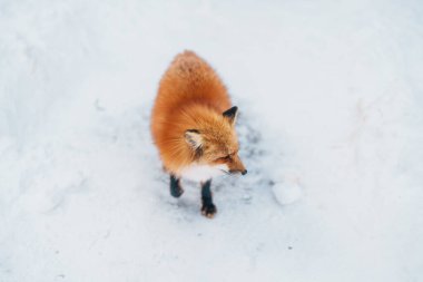 Cute fox on snow in winter season at Zao fox village, Miyagi prefecture, Japan. landmark and popular for tourists attraction near Sendai, Tohoku region, Japan. Travel and Vacation concept clipart