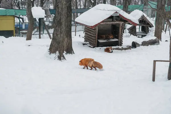 stock image Cute fox on snow in winter season at Zao fox village, Miyagi prefecture, Japan. landmark and popular for tourists attraction near Sendai, Tohoku region, Japan. Travel and Vacation concept