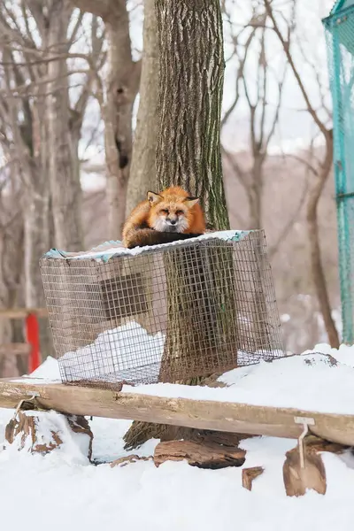 stock image Cute fox on snow in winter season at Zao fox village, Miyagi prefecture, Japan. landmark and popular for tourists attraction near Sendai, Tohoku region, Japan. Travel and Vacation concept