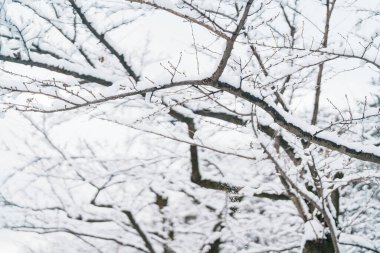 Kış mevsiminde ağaç dallarına beyaz kar yağar. doğal arkaplan 