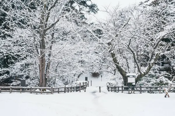 stock image White snow on tree branches in winter season. natural background 